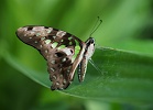2017 Papiliorama